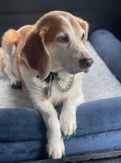 Photograph of Hank, Maegan's dog.